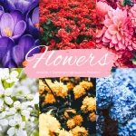 10 Flowers Lightroom Presets, Flower presets, Flower Instagram filters, Flowers Mobile Presets for Lightroom, Mobile + Desktop